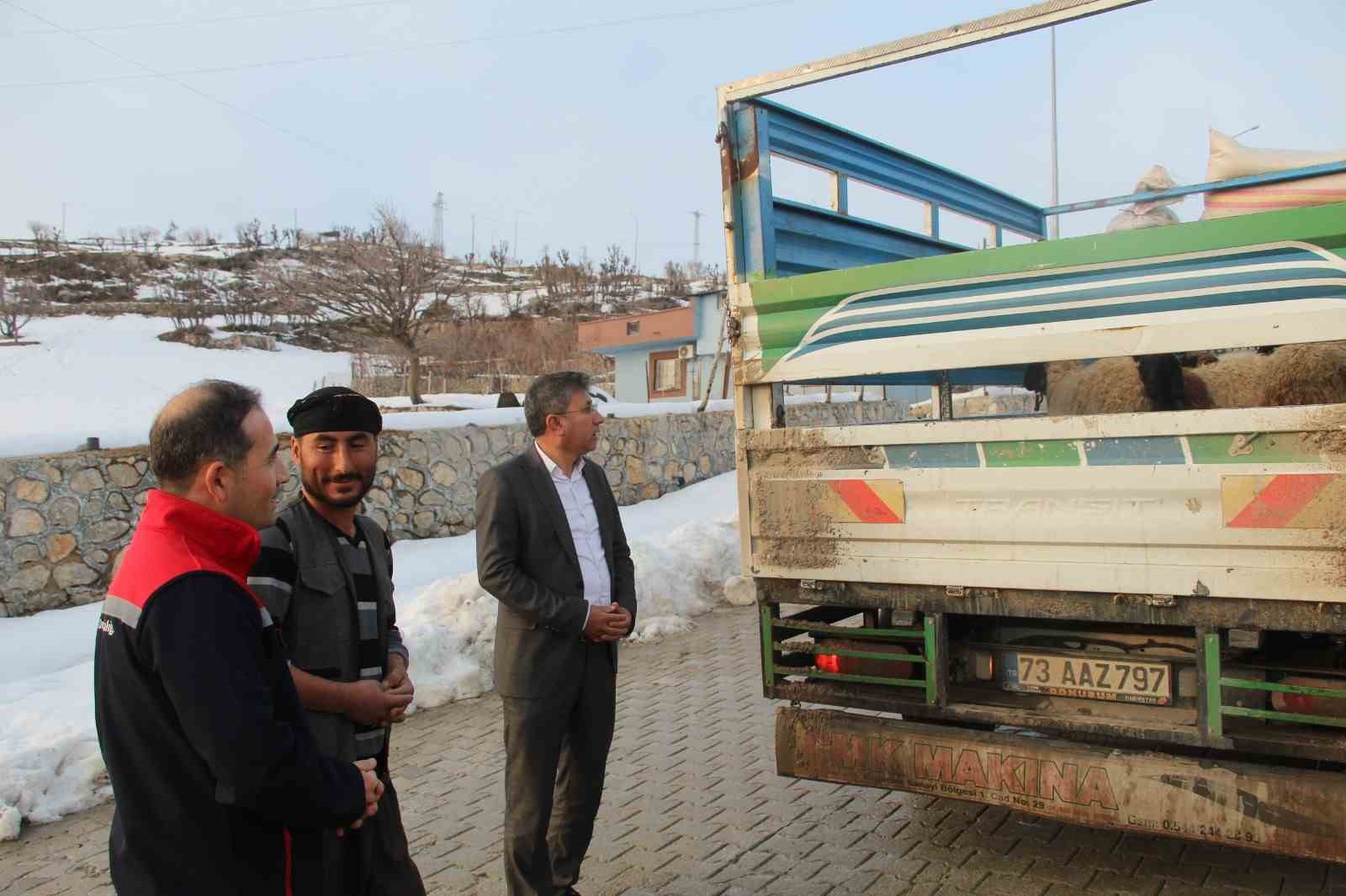 vahsi hayvan saldirisinda 35 koyun telef oldu devlet yaralari sardi 1 QtJQy3u5