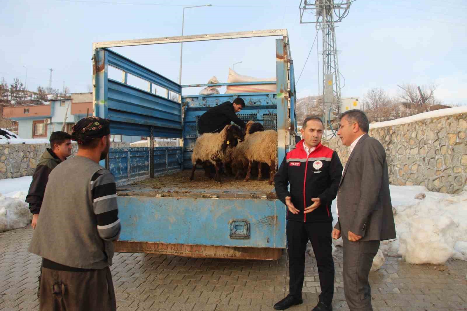 vahsi hayvan saldirisinda 35 koyun telef oldu devlet yaralari sardi 2 nFdGw8Zt