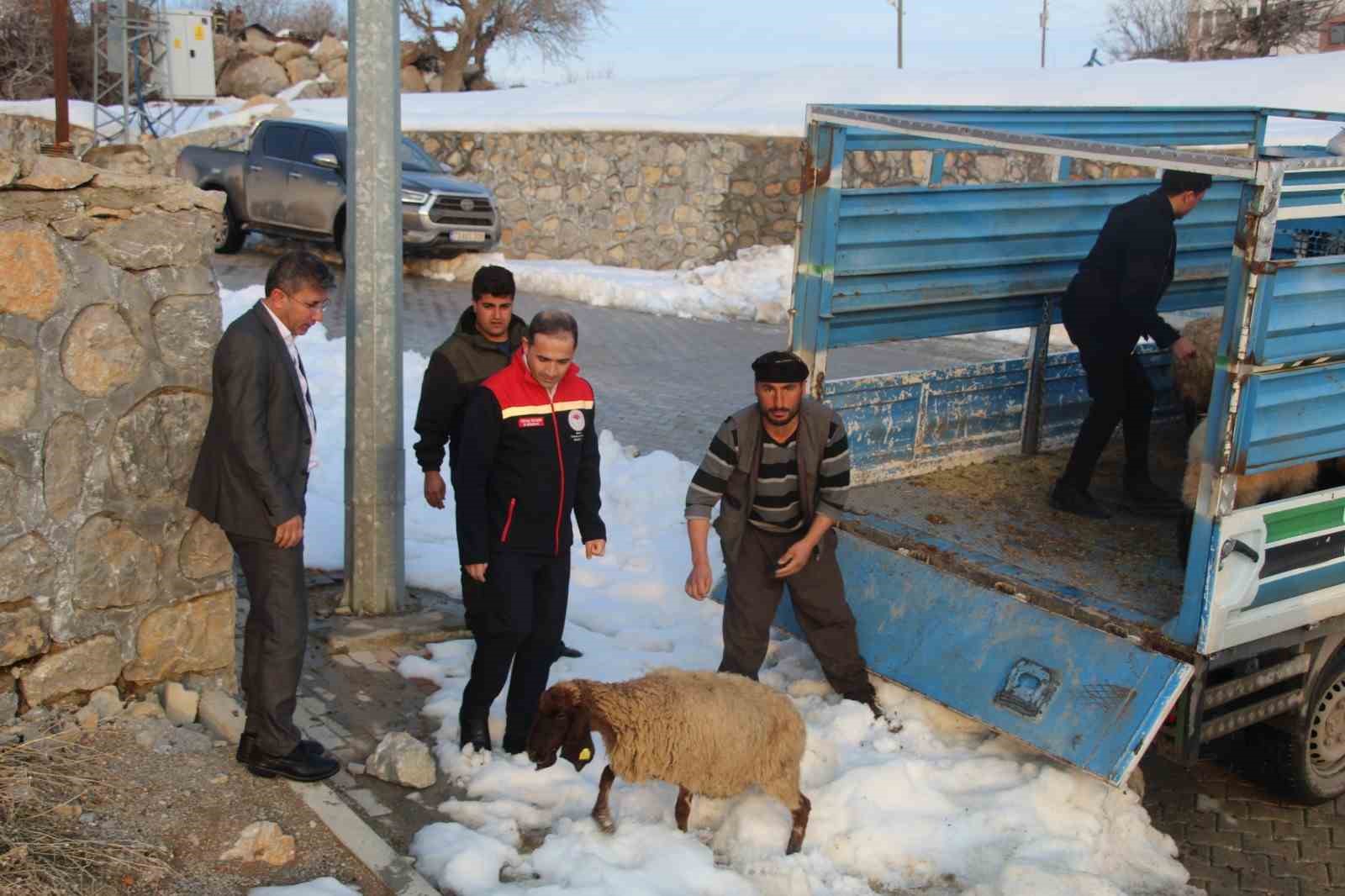 vahsi hayvan saldirisinda 35 koyun telef oldu devlet yaralari sardi 3 JrjB35dg