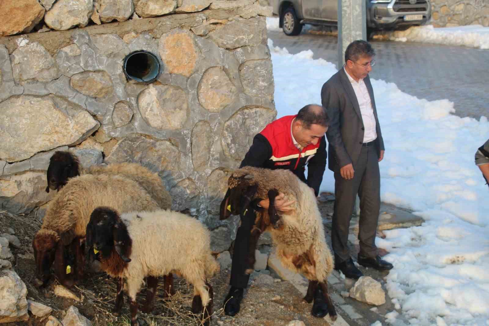 vahsi hayvan saldirisinda 35 koyun telef oldu devlet yaralari sardi 5 BL3rDeyH