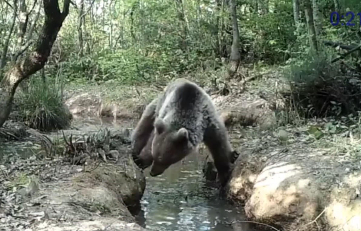 vahsi yasam fotokapana yansidi 1