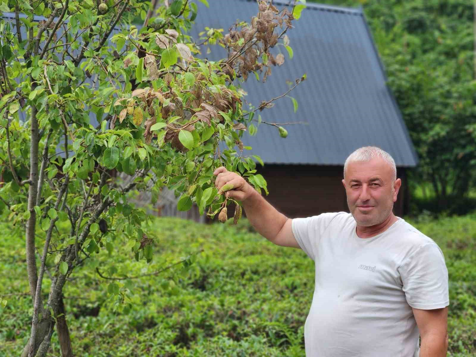 Vampir Kelebek ve kahverengi kokarcanın ardından Doğu Karadeniz’de şimdi de tırtıl tehdidi 7 vampir kelebek ve kahverengi kokarcanin ardindan dogu karadenizde simdi de tirtil tehdidi 3 gCInQvNn