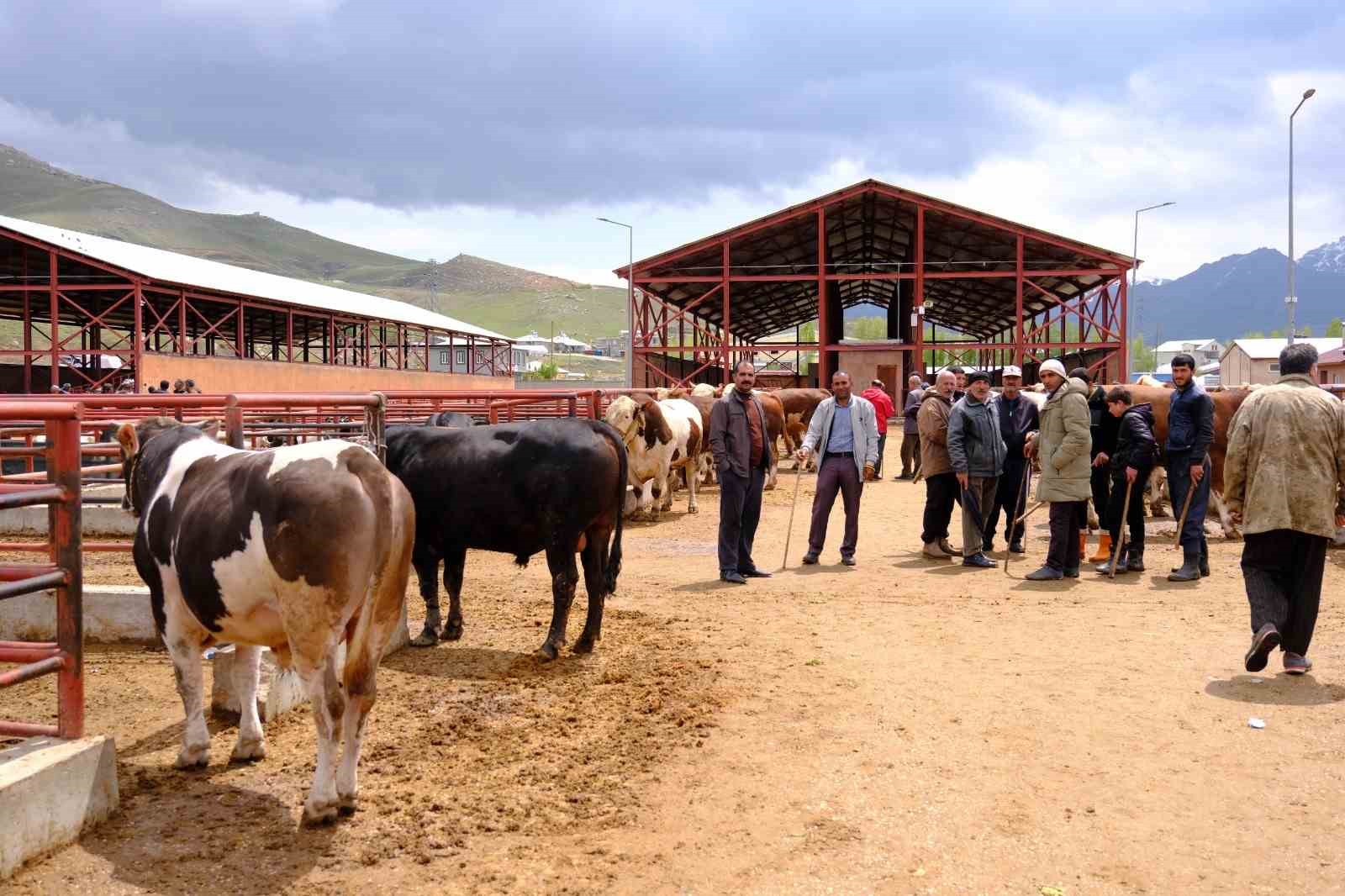 van canli hayvan pazarinda kurban bayrami hareketliligi basladi 1 Y4kZHGIA