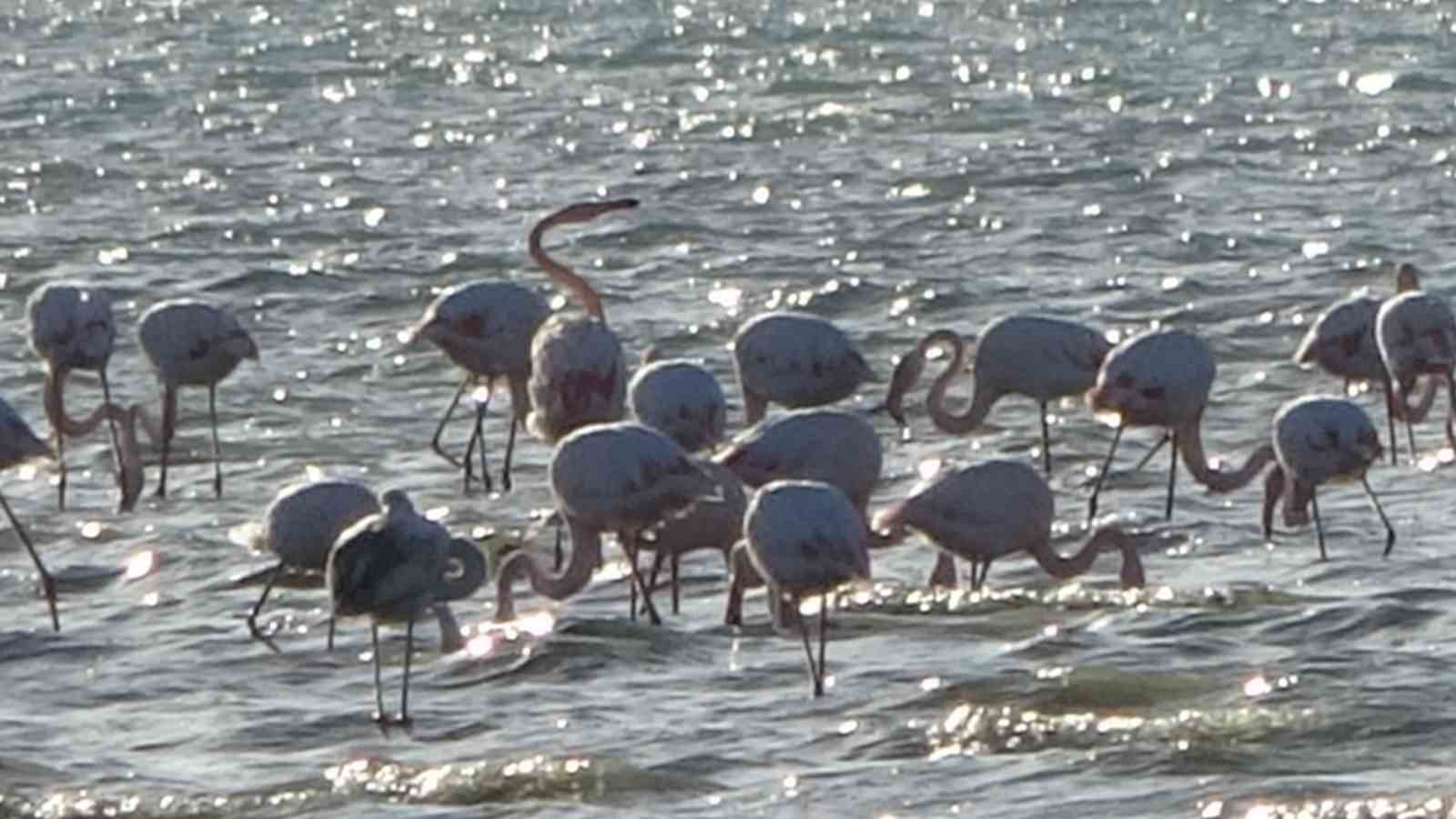 van golu havzasi flamingolarla renkleniyor 4
