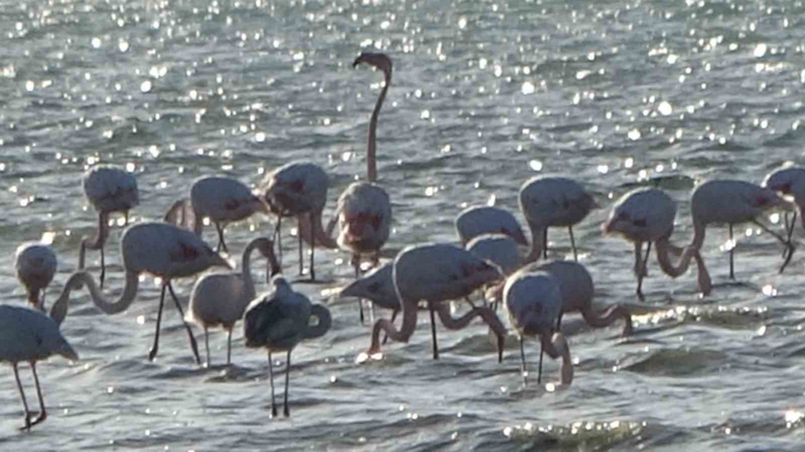 van golu havzasi flamingolarla renkleniyor 5 JHsRtV5O