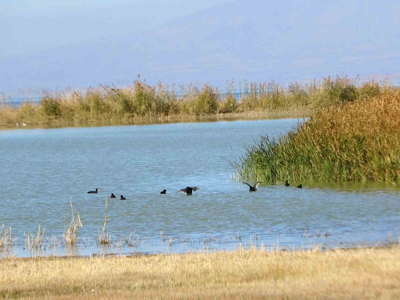 van golu havzasi turkiyenin en fazla sulak alanina ev sahipligi yapiyor 2 WilYqMcm