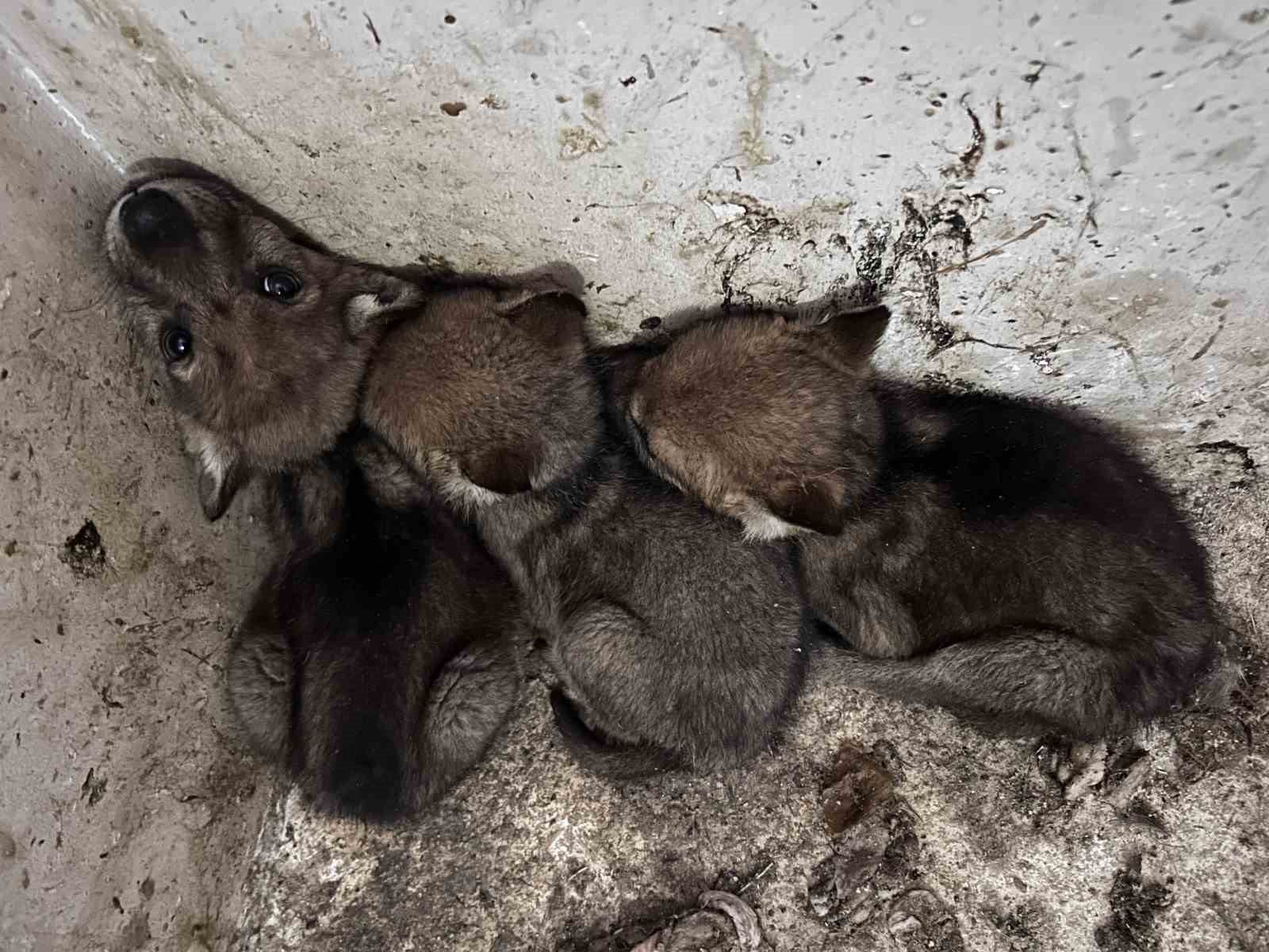 van golu havzasindan getirilen kurt ve tilki yavrulari koruma altina alindi 4 4z8clZym