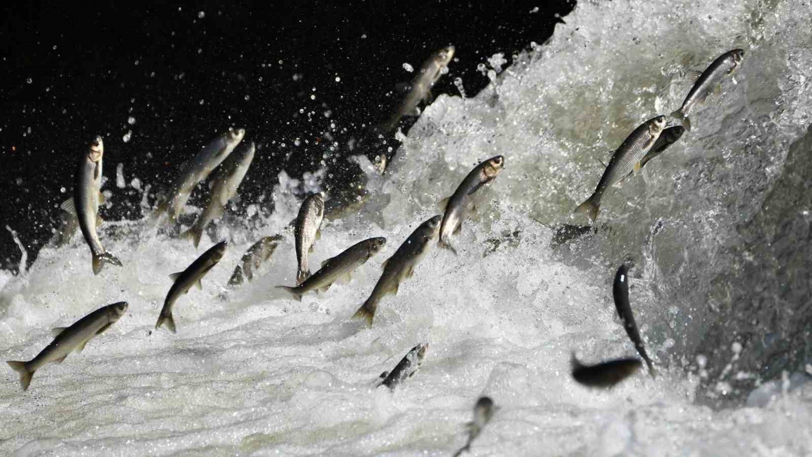 van golu havzasinin dogusundaki yagis bollugu tarimi ve inci kefali gocunu olumlu etkileyecek 0 BGkVbX7G