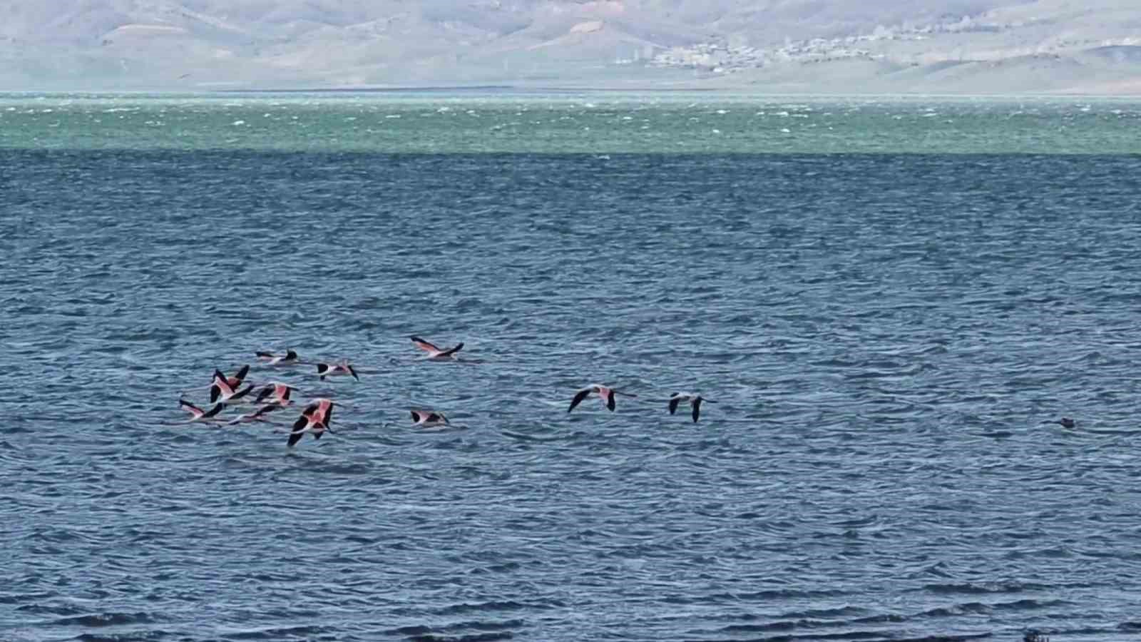 Van Gölü havzasının zarif misafirleri: Allı turnalar Erçek Gölü’ne gelmeye başladı 6 van golu havzasinin zarif misafirleri alli turnalar ercek golune gelmeye basladi 2 F69GujTB