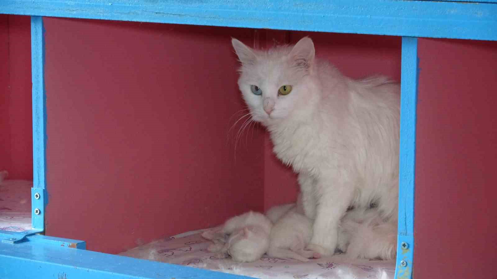 van kedi villasinda bu yil 120 yavru dunyaya geldi 2 nCDgqQLU
