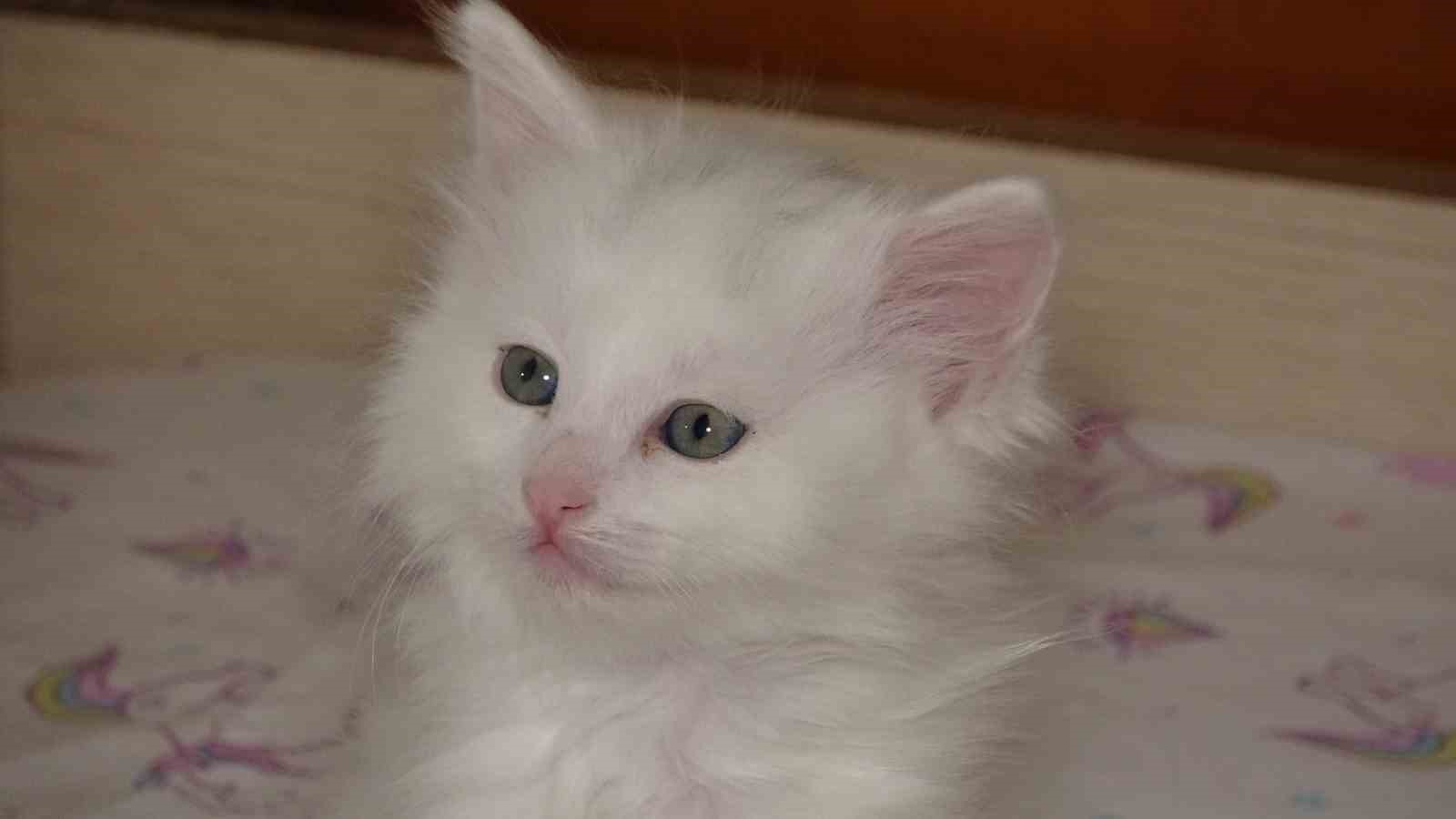 van kedi villasinda bu yil 120 yavru dunyaya geldi 3 yirDqgQF
