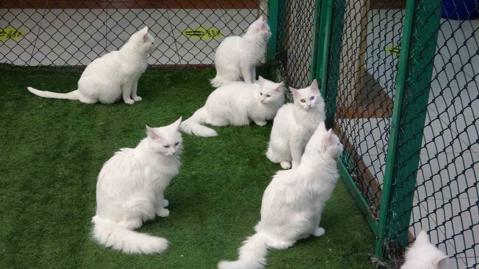 van kedi villasinda bu yil 120 yavru dunyaya geldi 4 qeJ9e67M