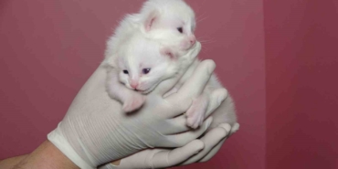 van-kedi-villasinda-bu-yil-120-yavru-dunyaya-geldi-JDROnXnG.jpg