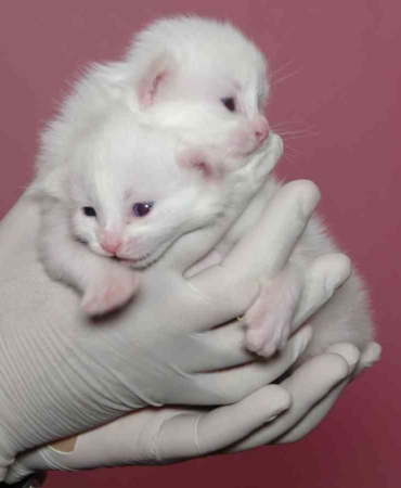 van-kedi-villasinda-bu-yil-120-yavru-dunyaya-geldi-JDROnXnG.jpg