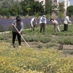 van-yyudeki-300-tur-bitkinin-bulustugu-bahce-ziyaretcilerini-mest-ediyor-iXiFscuY.jpg