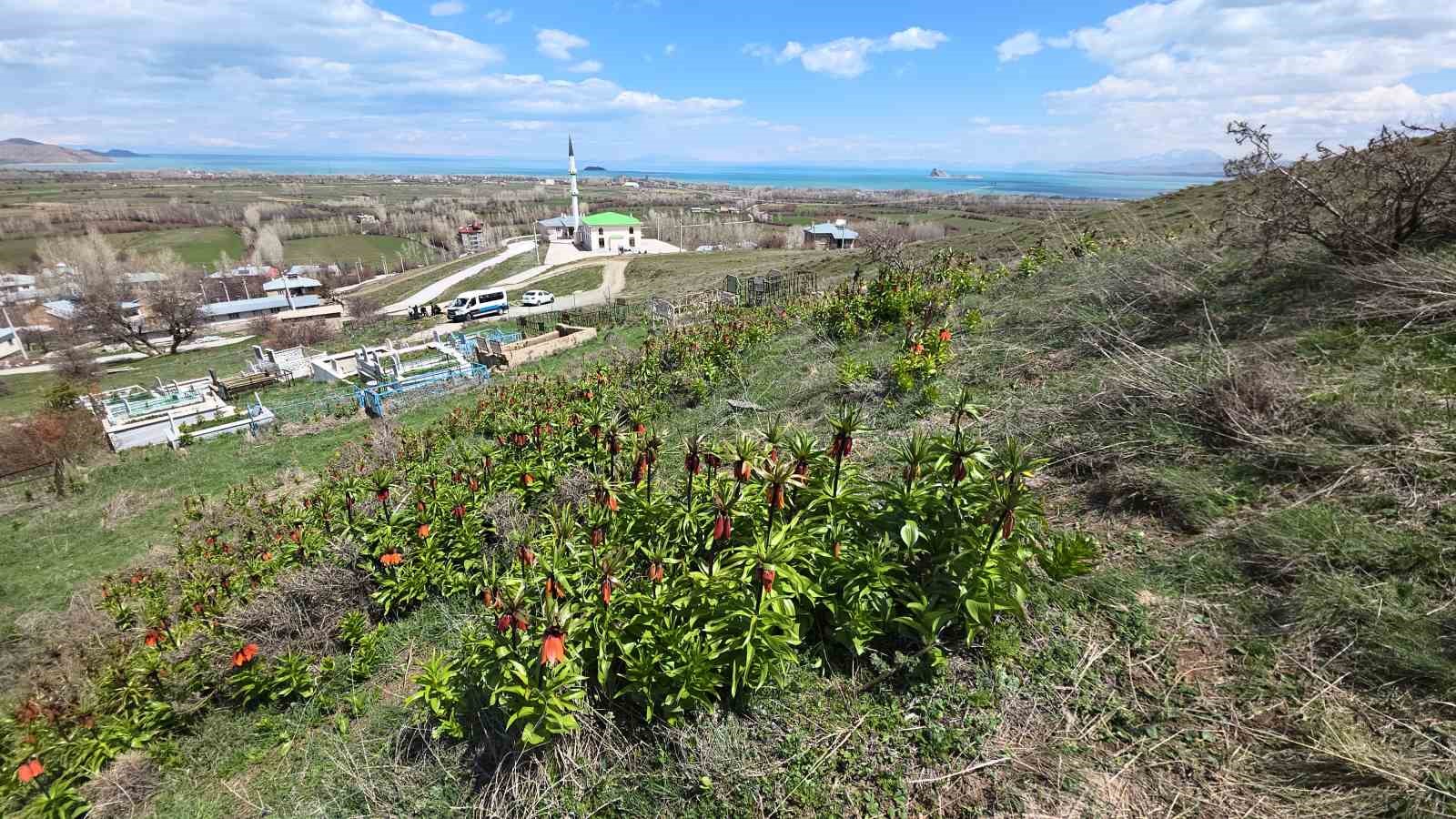 vanda acan ters laleler goz kamastiriyor 14 Rn3kOlNi