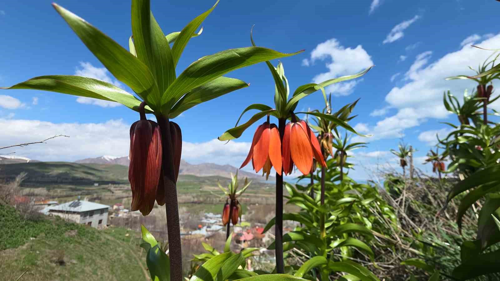 vanda acan ters laleler goz kamastiriyor 18 CL92deq4