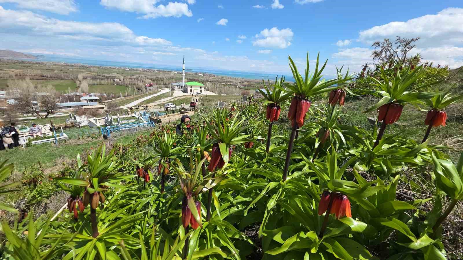 vanda acan ters laleler goz kamastiriyor 8