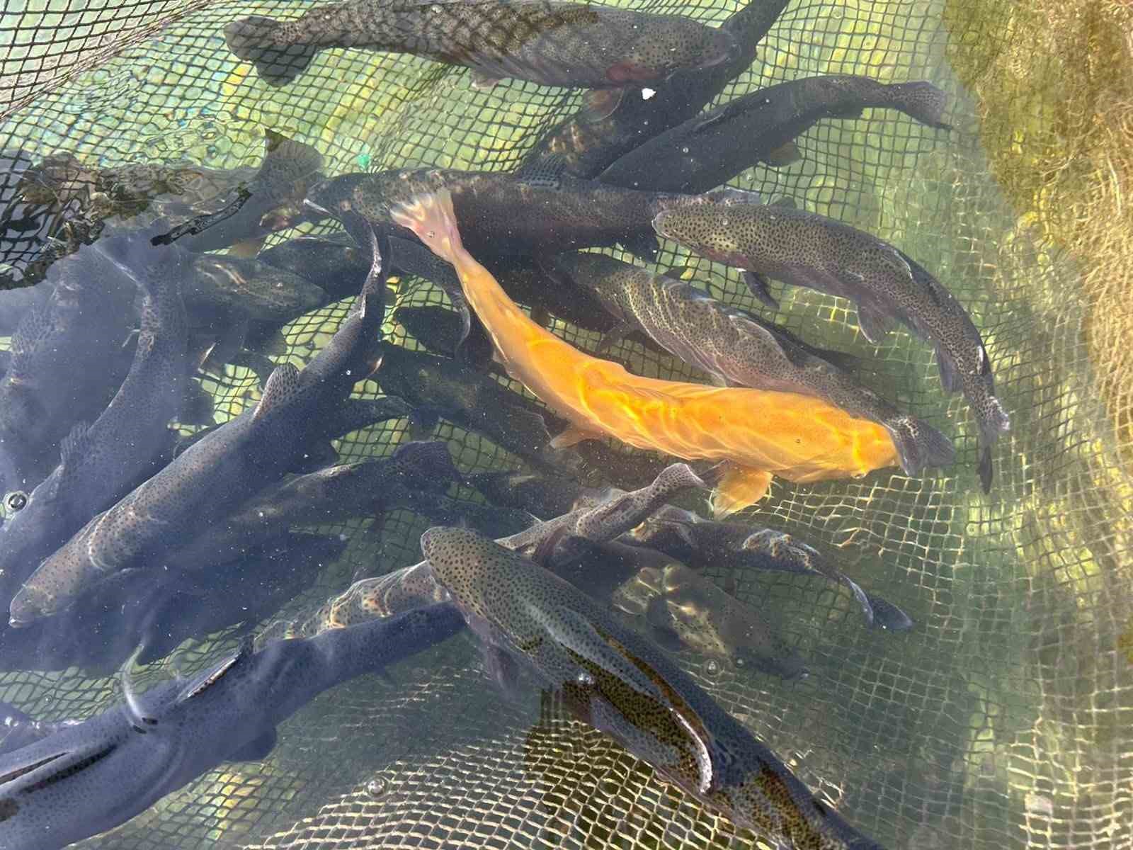 vanda binlerce ton kapasiteli tesislerde alabalik sagimi basladi 1 cmWw7bvz