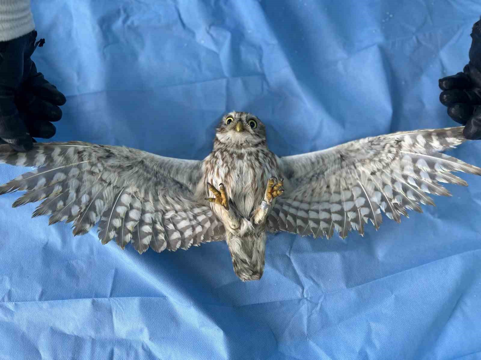 vanda bitkin dusen yaban hayvanlarina sefkat eli 3 lJp8mubi