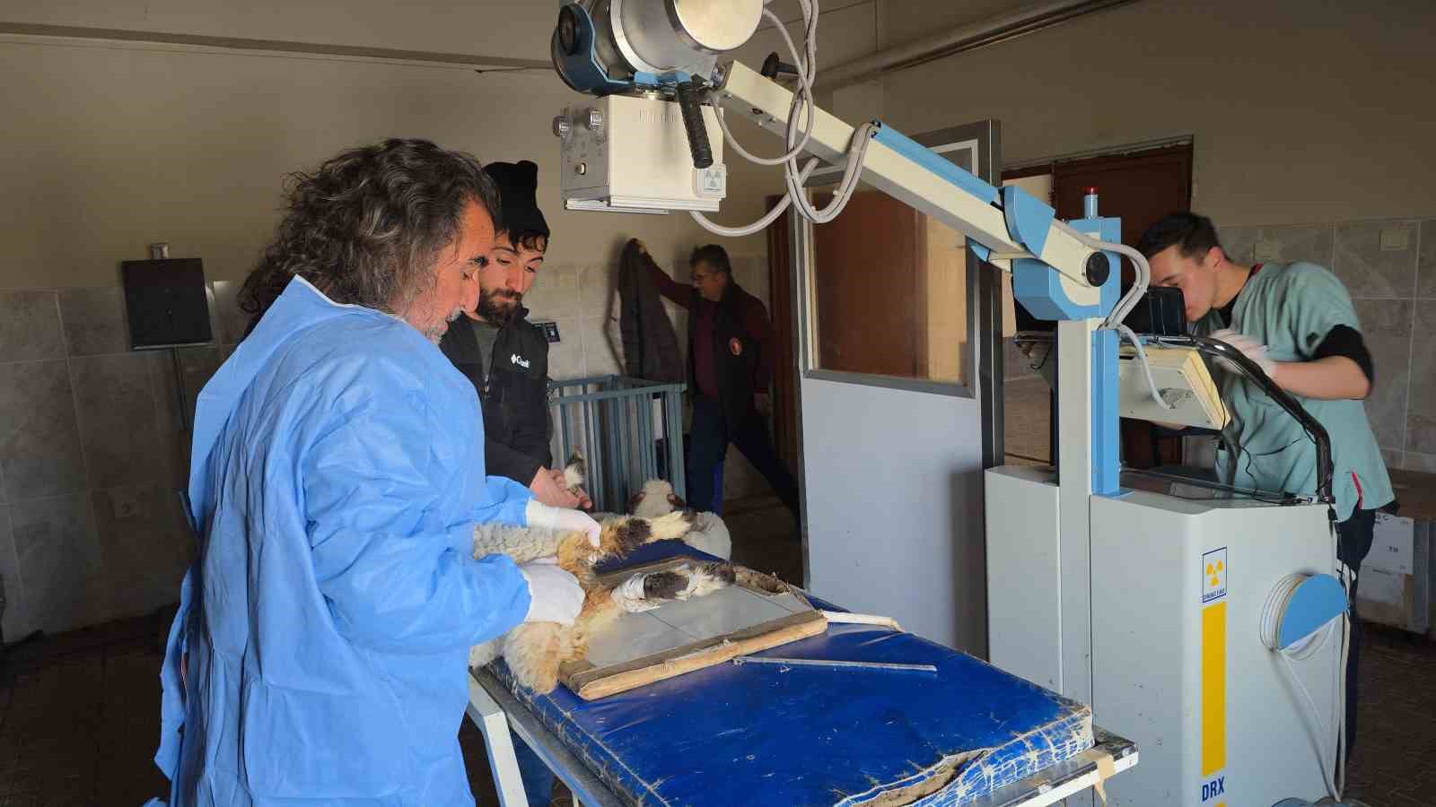 vanda deprem sonrasi enkaz altindan yarali cikarilan kuzular tedavi altina alindi 0 elruw1Va