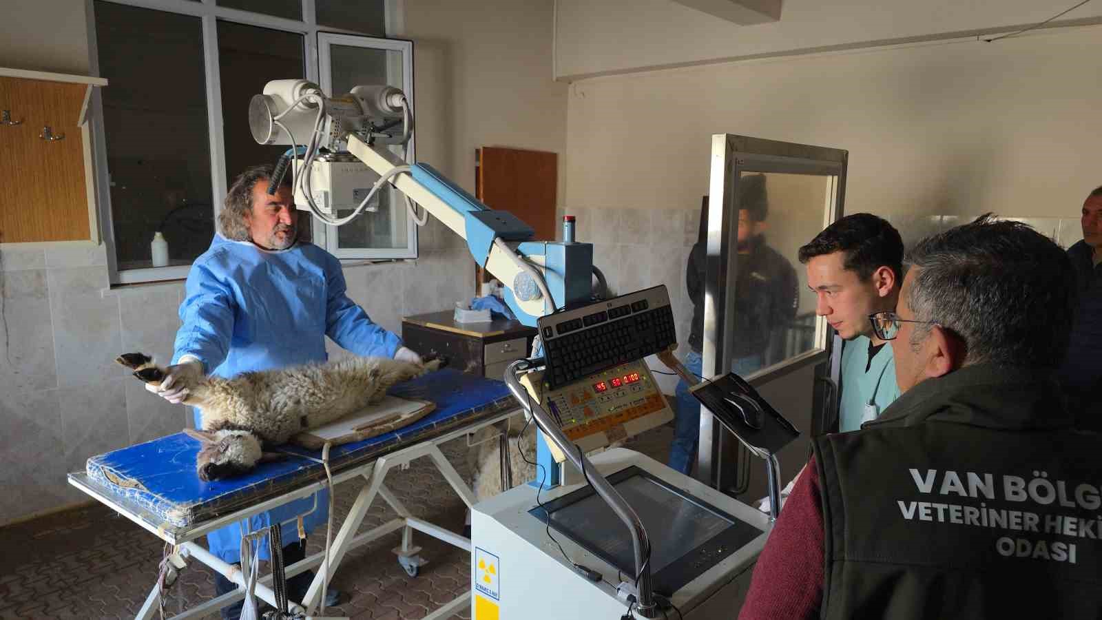 vanda deprem sonrasi enkaz altindan yarali cikarilan kuzular tedavi altina alindi 2 t3kSFQsV