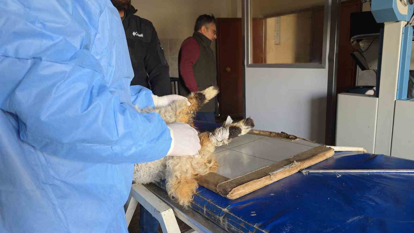 vanda deprem sonrasi enkaz altindan yarali cikarilan kuzular tedavi altina alindi 3 bJFwkBBw