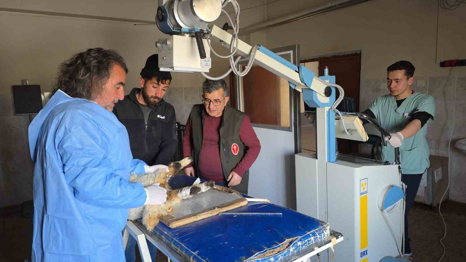 vanda deprem sonrasi enkaz altindan yarali cikarilan kuzular tedavi altina alindi 5 GsiOVV8U