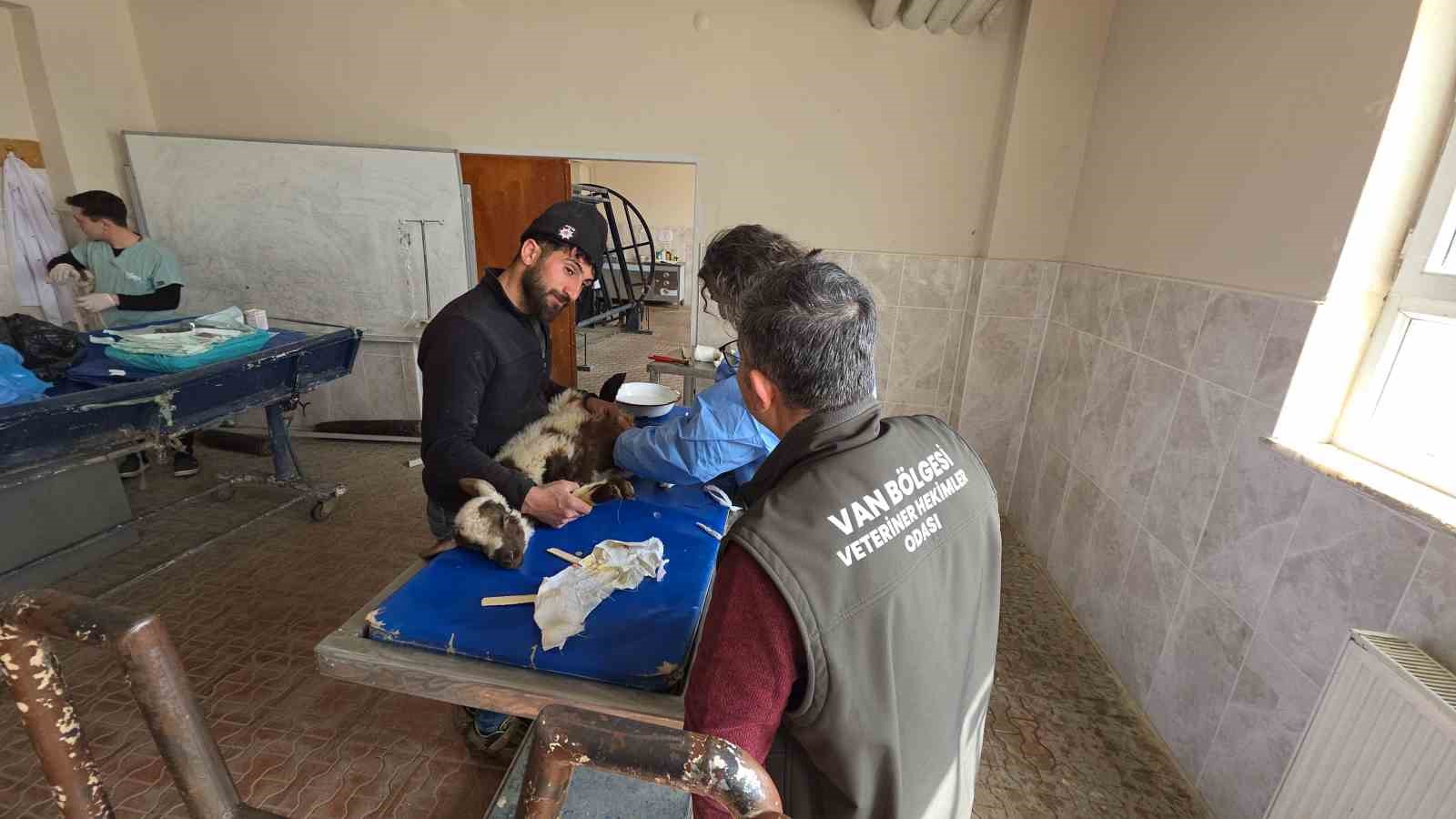 vanda deprem sonrasi enkaz altindan yarali cikarilan kuzular tedavi altina alindi 6 MkDXAK87