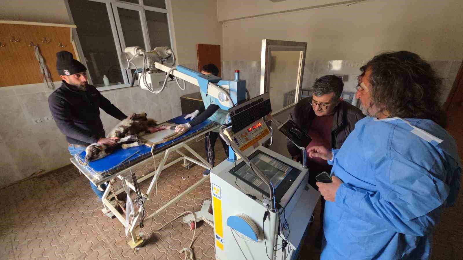 vanda deprem sonrasi enkaz altindan yarali cikarilan kuzular tedavi altina alindi 7 pQbwsAln