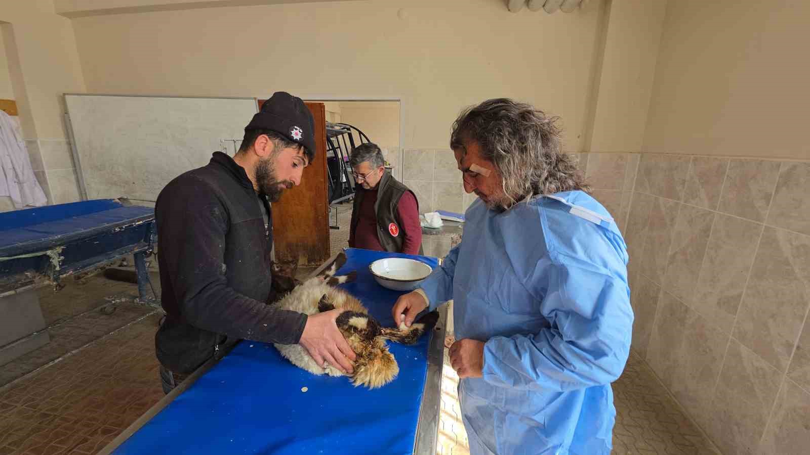 vanda deprem sonrasi enkaz altindan yarali cikarilan kuzular tedavi altina alindi 8 RYjrBlB5