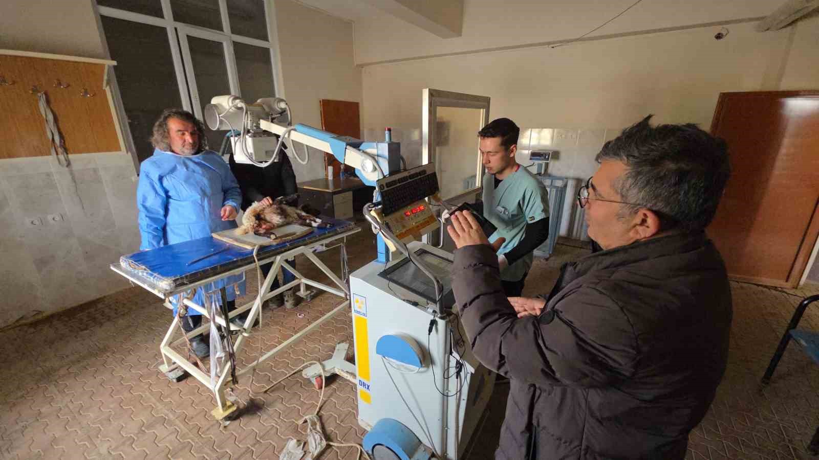 vanda deprem sonrasi enkaz altindan yarali cikarilan kuzular tedavi altina alindi 9