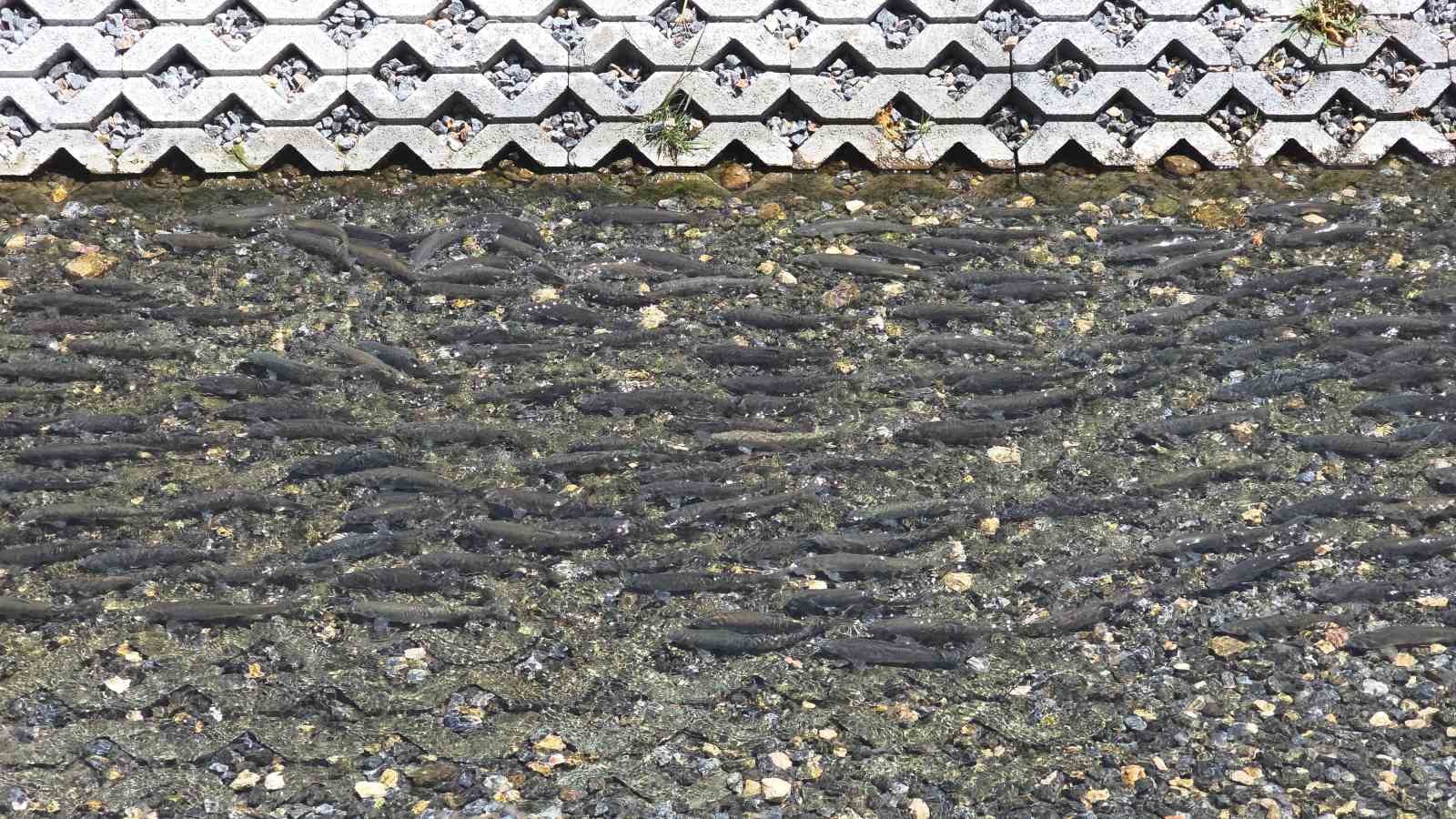 vanda gorsel solen inci kefalleri tarihi horhor camiine konuk oldu 2 yDsClrnk