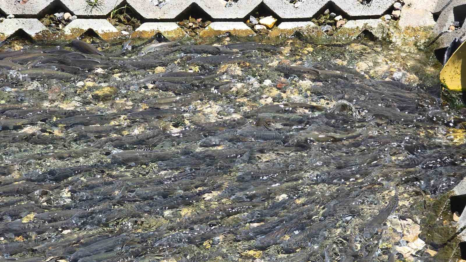 vanda gorsel solen inci kefalleri tarihi horhor camiine konuk oldu 3 72UsQ4lk