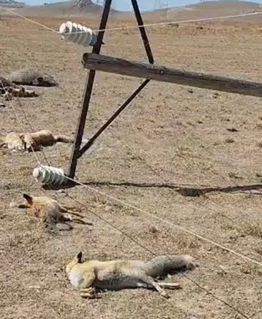 vanda-korkunc-manzara-dusen-enerji-hatti-yaban-hayvanlarini-oldurdu-DFwyexkj.jpg