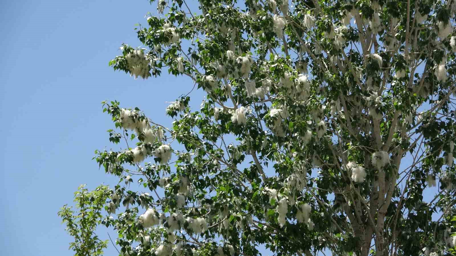 vanda polen yogunlugu basladi uzmanlardan alerji uyarisi 0 kS7Rc45y