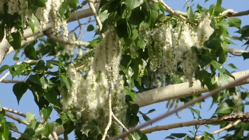 vanda polen yogunlugu basladi uzmanlardan alerji uyarisi 1 BI7vb1XW