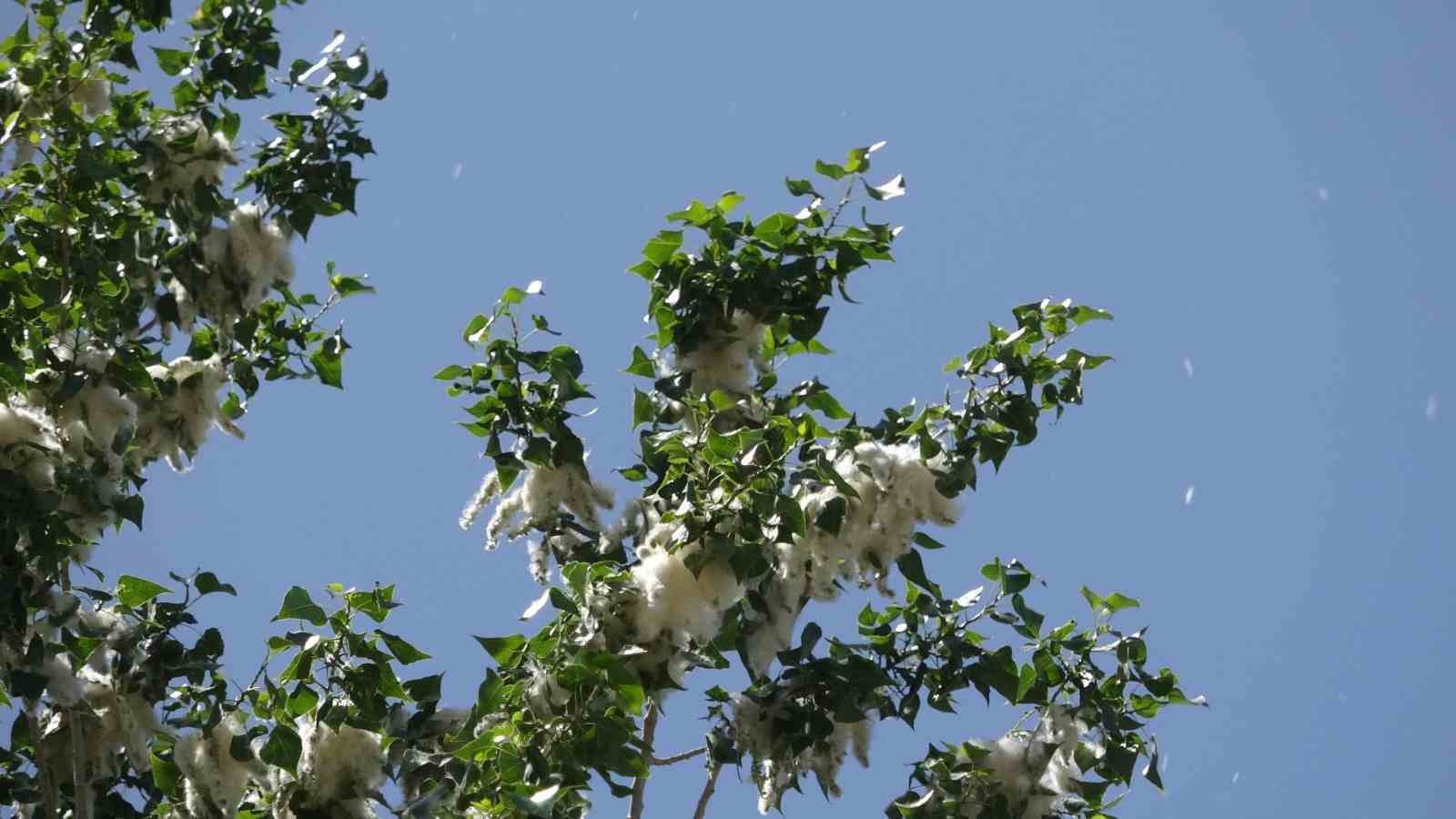 vanda polen yogunlugu basladi uzmanlardan alerji uyarisi 3 cuhUr3li