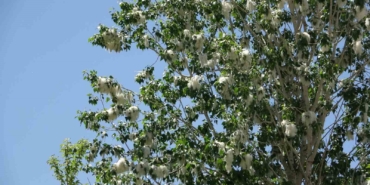 vanda-polen-yogunlugu-basladi-uzmanlardan-alerji-uyarisi-RfQ3iTS2.jpg