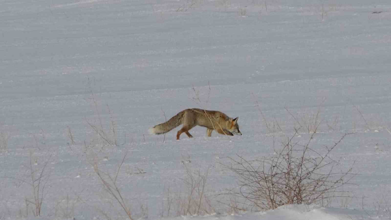 vanda tilkilerin kar altindaki fare avi goruntulendi 0 UUuuBv8K