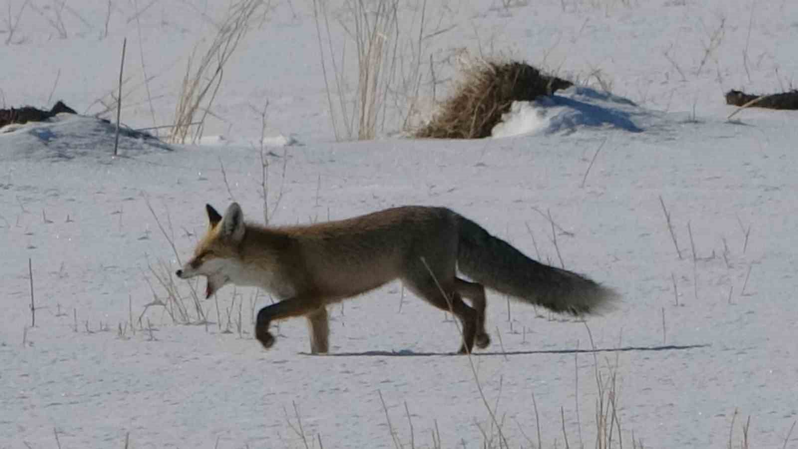 vanda tilkilerin kar altindaki fare avi goruntulendi 13 bWbJfMOC