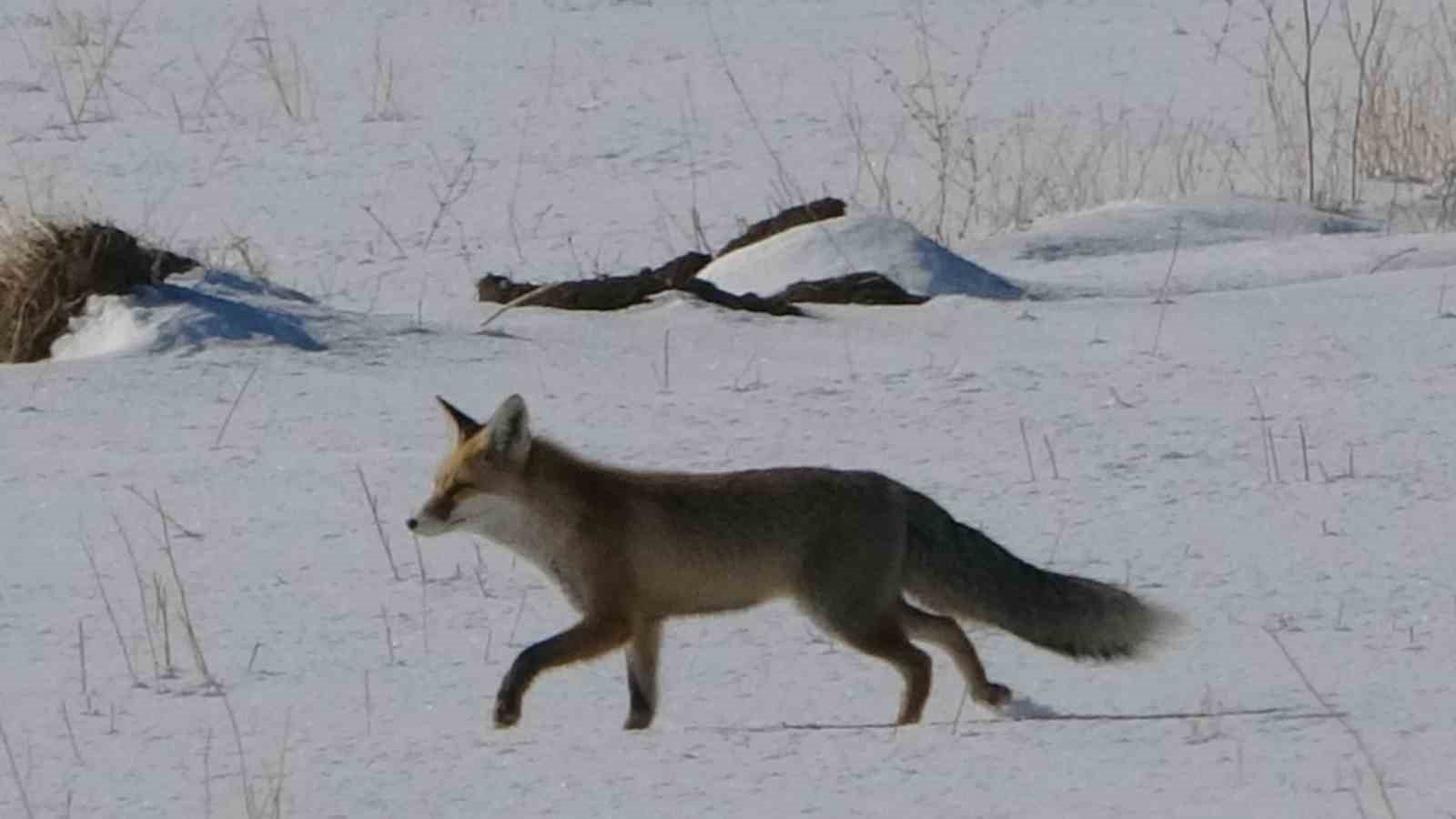 vanda tilkilerin kar altindaki fare avi goruntulendi 14