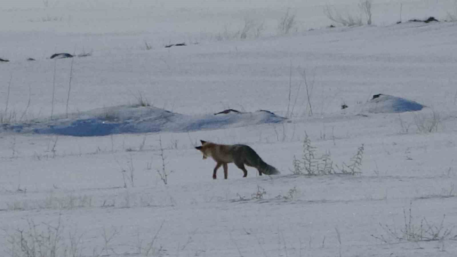 vanda tilkilerin kar altindaki fare avi goruntulendi 15