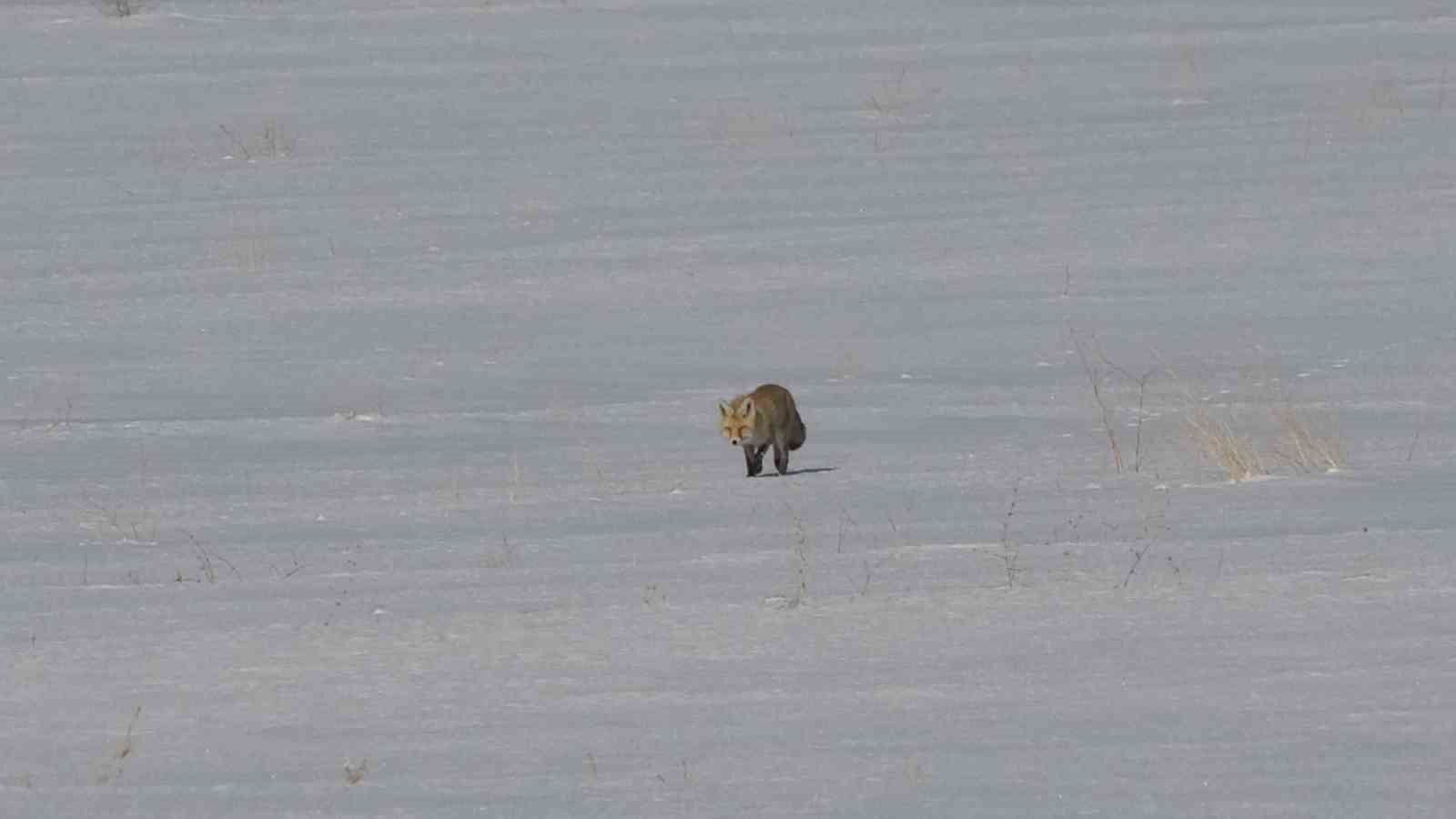 vanda tilkilerin kar altindaki fare avi goruntulendi 3 MKvXsIe5