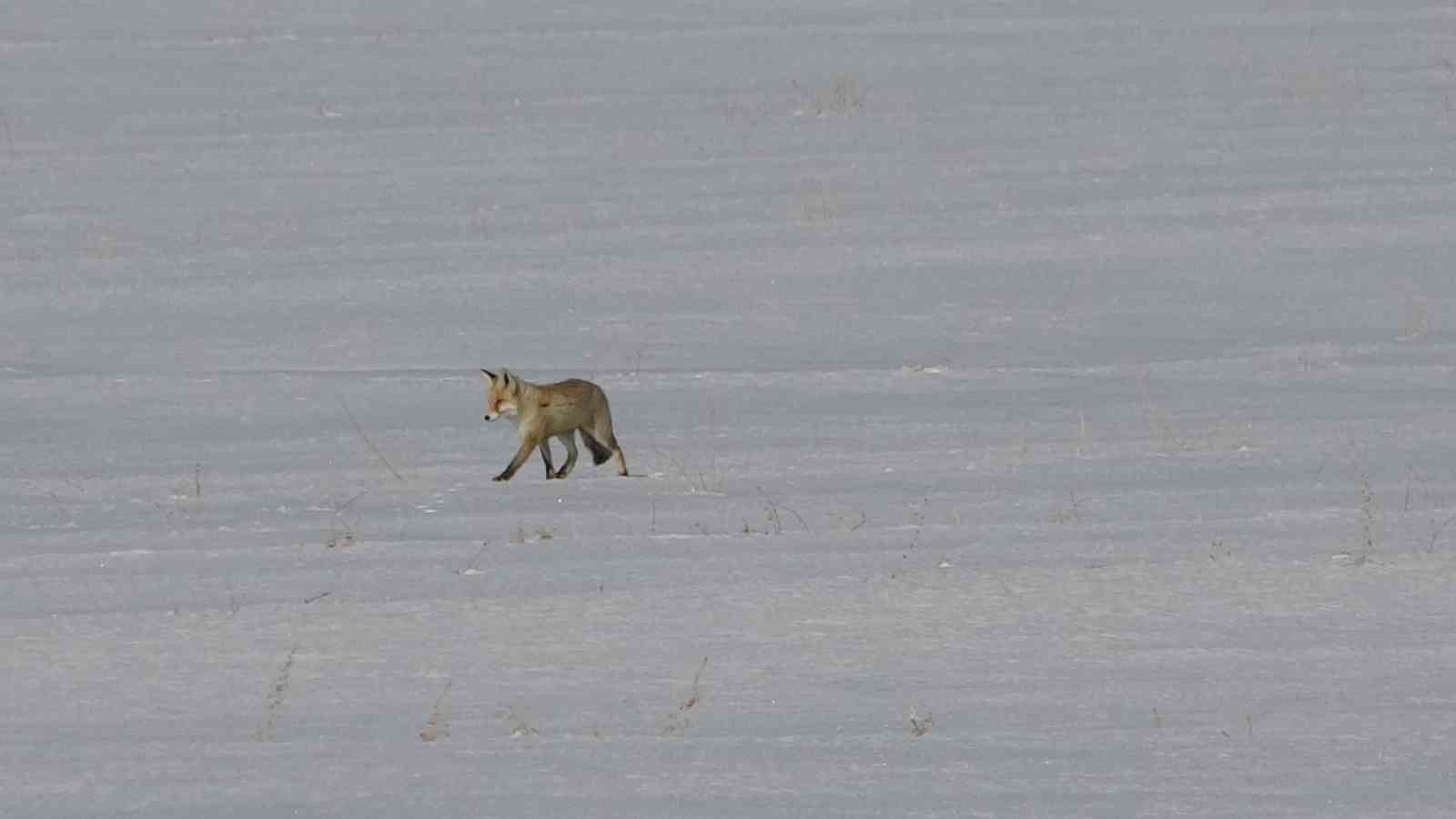 vanda tilkilerin kar altindaki fare avi goruntulendi 4 vXDKXBgl