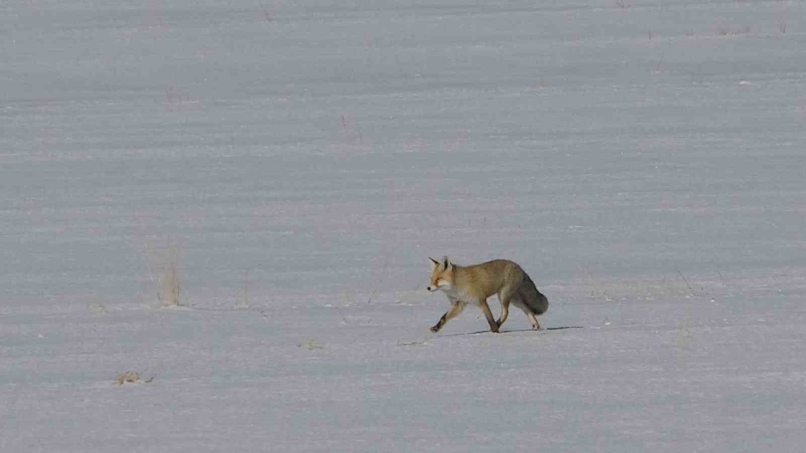 vanda tilkilerin kar altindaki fare avi goruntulendi 5 UIw3nzV5
