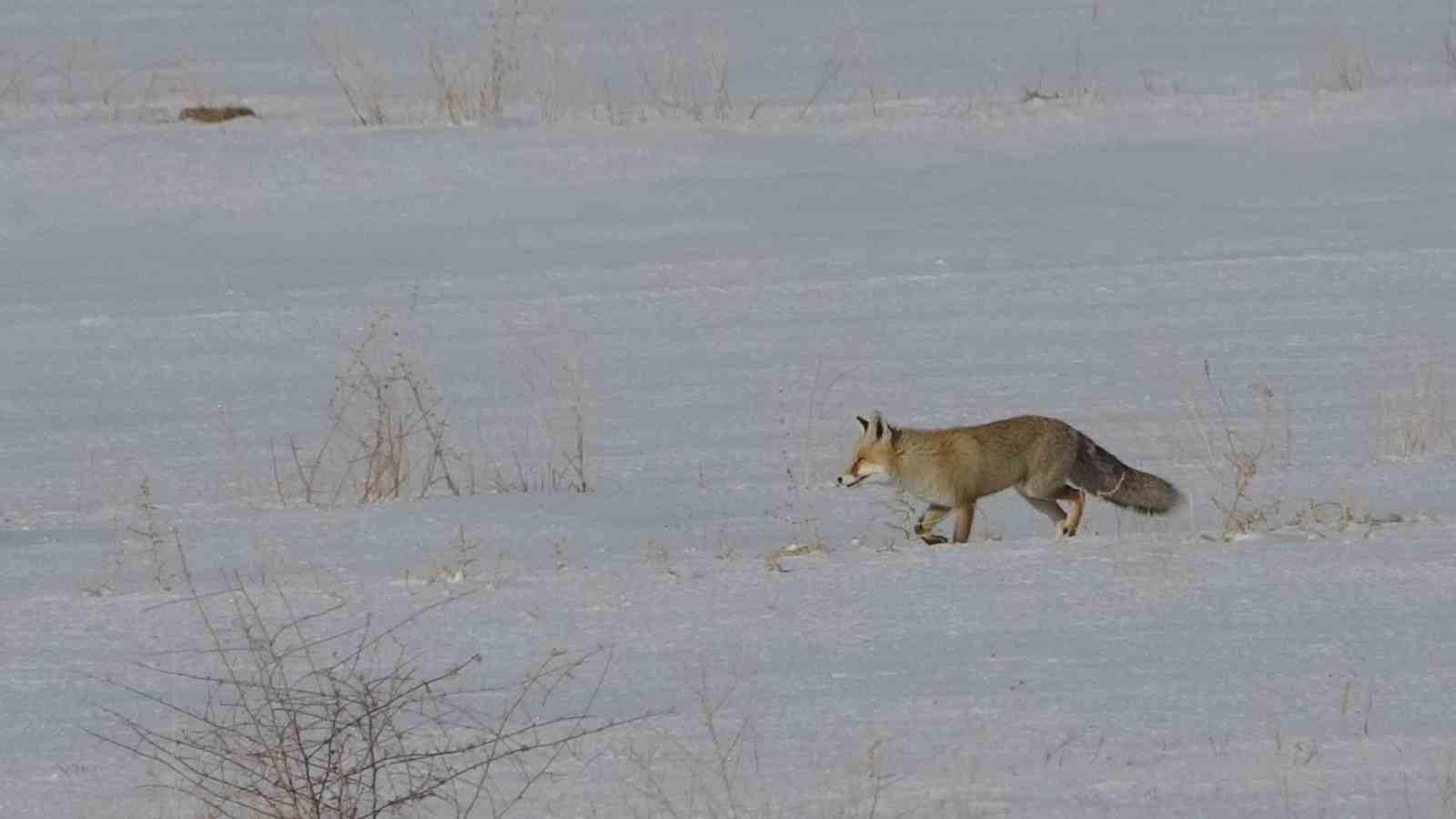 vanda tilkilerin kar altindaki fare avi goruntulendi 8 d2hJmyfk