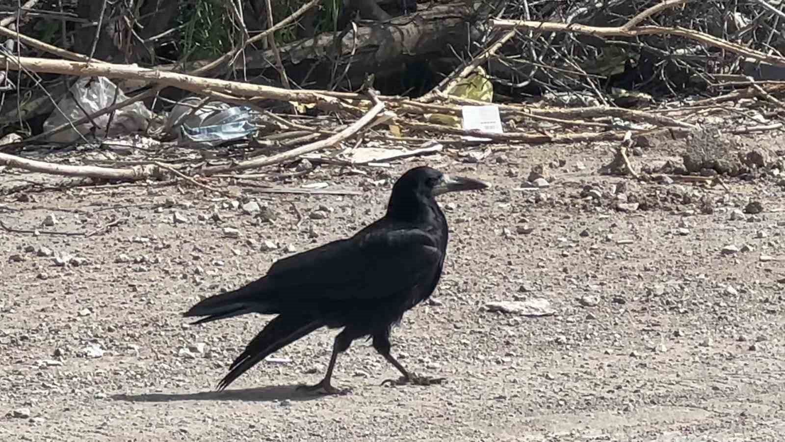 vanda yaralanan kargayi arkadaslari yalniz birakmadi 0 ssT7pkSv