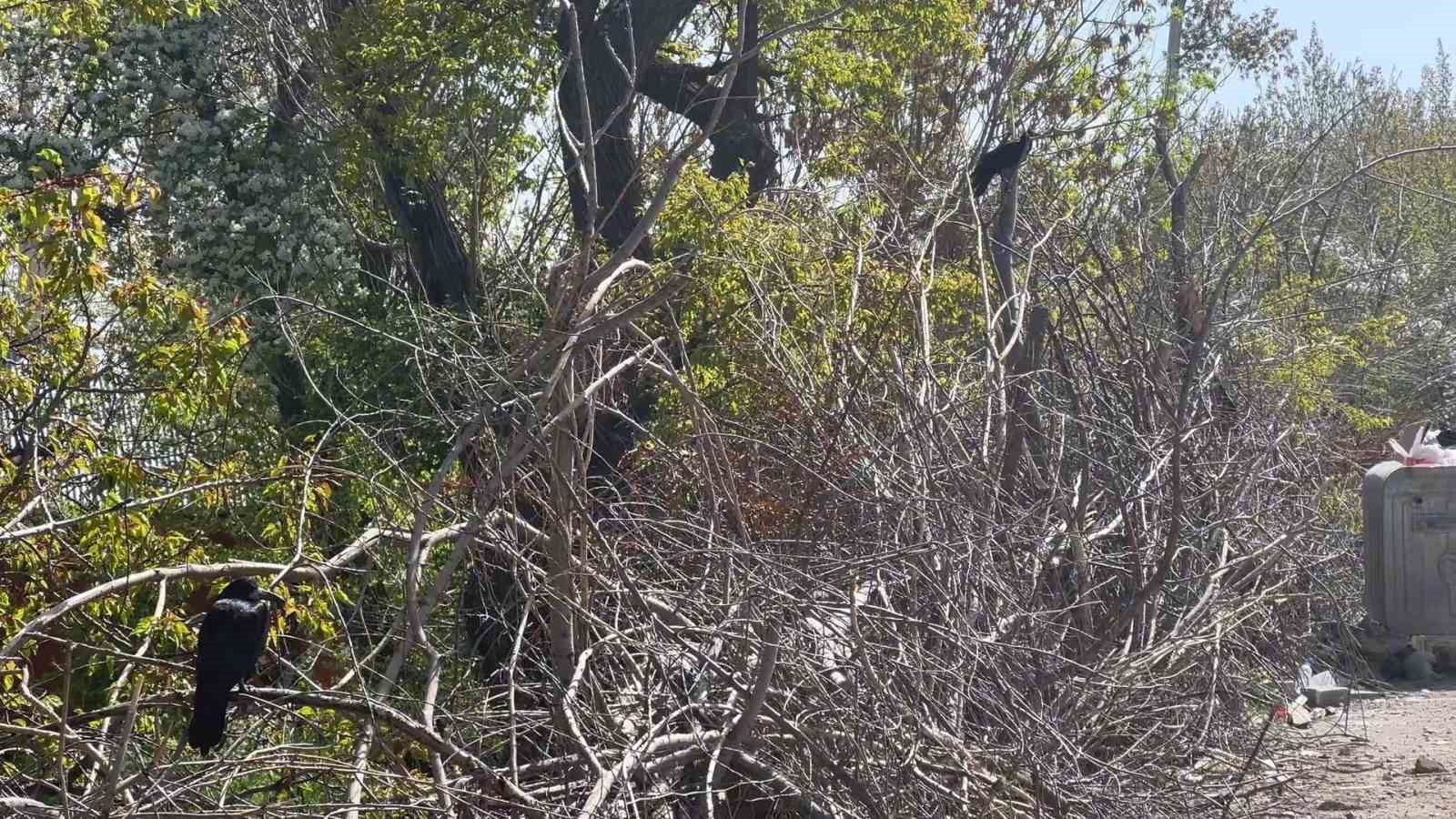 vanda yaralanan kargayi arkadaslari yalniz birakmadi 1 8yd1VOrG