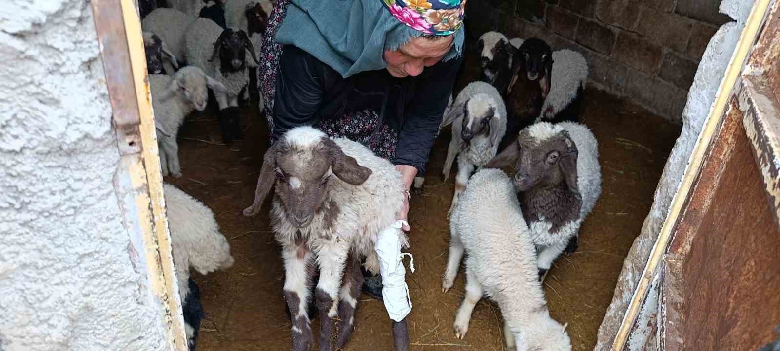 vandaki depremde bir ahirin duvari coktu 5 3ygjn782